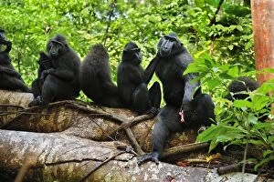 Images Dated 18th November 2008: Celebes Crested Macaque / Crested Black Macaque / Sulawesi Crested Macaque / Black Ape - with baby