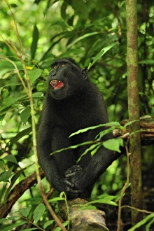 Images Dated 18th November 2008: Celebes Crested Macaque / Crested Black Macaque / Sulawesi Crested Macaque / Black Ape - Tangkoko