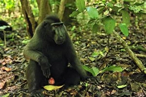 Images Dated 19th November 2008: Celebes Crested Macaque / Crested Black Macaque / Sulawesi Crested Macaque / Black Ape - Tangkoko