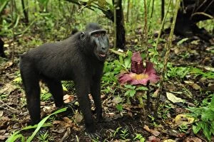 Images Dated 18th November 2008: Celebes Crested Macaque / Crested Black Macaque / Sulawesi Crested Macaque / Black Ape - by