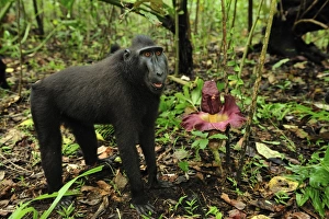 Images Dated 18th November 2008: Celebes Crested Macaque / Crested Black Macaque / Sulawesi Crested Macaque / Black Ape - by