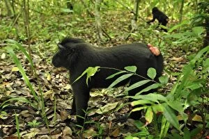 Images Dated 18th November 2008: Celebes Crested Macaque / Crested Black Macaque / Sulawesi Crested Macaque / Black Ape - Tangkoko