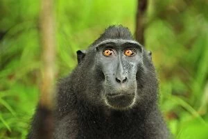 Images Dated 17th November 2008: Celebes Crested Macaque / Crested Black Macaque / Sulawesi Crested Macaque / Black Ape - portrait