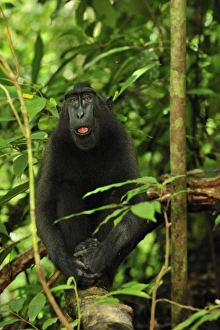 Images Dated 18th November 2008: Celebes Crested Macaque / Crested Black Macaque / Sulawesi Crested Macaque / Black Ape - Tangkoko