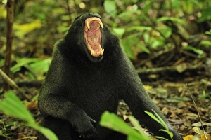Images Dated 18th November 2008: Celebes Crested Macaque / Crested Black Macaque / Sulawesi Crested Macaque / Black Ape - male