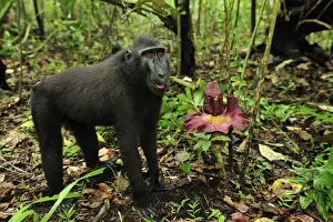 Celebes Crested Macaque / Crested Black Macaque / Sulawesi Crested Macaque / Black Ape - by Amorphophallus sp. flower - Tangkoko Nature Reserve - North Sulawesi - Indonesia