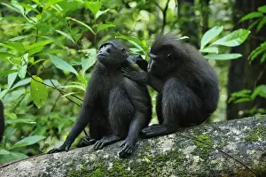 Celebes Crested Macaque / Crested Black Macaque / Sulawesi Crested Macaque / Black Ape - grooming - Tangkoko Nature Reserve - North Sulawesi - Indonesia