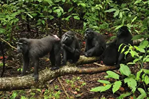 Celebes Crested Macaque / Crested Black Macaque / Sulawesi Crested Macaque / Black Ape - grooming - Tangkoko Nature Reserve - North Sulawesi - Indonesia