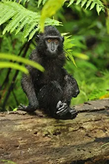 Celebes Crested Macaque / Crested Black Macaque / Sulawesi Crested Macaque / Black Ape - juvenile - Tangkoko Nature Reserve - North Sulawesi - Indonesia