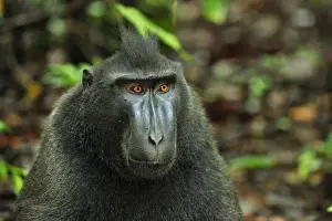 World Wildlife Prints: Celebes Crested Macaque / Crested Black Macaque / Sulawesi Crested Macaque / Black Ape - juvenile - Tangkoko Nature