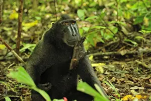 Celebes Crested Macaque / Crested Black Macaque / Sulawesi Crested Macaque / Black Ape - lifting its foot - Tangkoko Nature Reserve - North Sulawesi - Indonesia