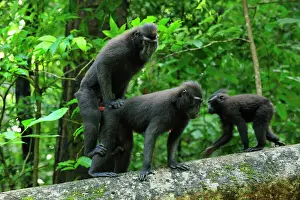 Couples Prints: Celebes Crested Macaque / Crested Black Macaque / Sulawesi Crested Macaque / Black Ape - mating - Tangkoko Nature