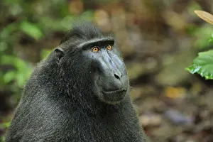 Celebes Crested Macaque / Crested Black Macaque / Sulawesi Crested Macaque / Black Ape - portrait - Tangkoko Nature Reserve - North Sulawesi - Indonesia