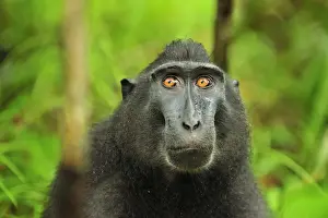 Monkey Prints: Celebes Crested Macaque / Crested Black Macaque / Sulawesi Crested Macaque / Black Ape - portrait - Tangkoko Nature