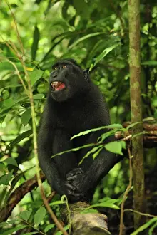 Celebes Crested Macaque / Crested Black Macaque / Sulawesi Crested Macaque / Black Ape - Tangkoko Nature Reserve - North Sulawesi - Indonesia