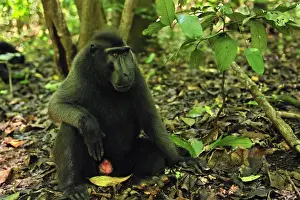 Celebes Crested Macaque / Crested Black Macaque / Sulawesi Crested Macaque / Black Ape - Tangkoko Nature Reserve - North Sulawesi - Indonesia