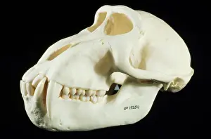 Monkeys Prints: Celebes (Crested) Macaque Skull - male - tropical forests
