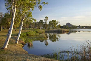 Eucalyptus Gallery: Celebrity Tree Park, and Lily Creek Lagoon
