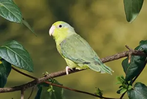 Celestial Parrotlet Peru