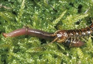 Earthworms Gallery: CENTIPEDE - attacking an earthworm