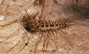 Centipede Prints: Centipede - in cave
