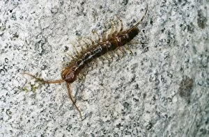 Images Dated 27th August 2004: Centipede Lithobiomorpha