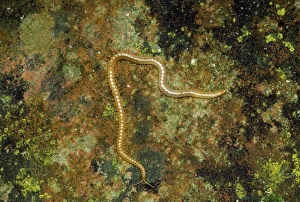 Images Dated 3rd May 2006: Centipede - luminous