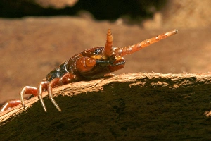 Images Dated 25th July 2003: Centipede Mayotte Island Indian Ocean
