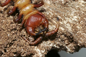 Images Dated 25th July 2003: Centipede Mayotte Island Indian Ocean