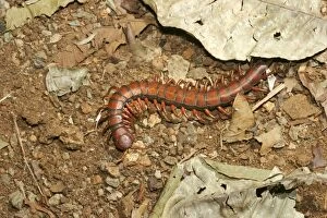 Images Dated 23rd July 2003: Centipede Mayotte Island Indian Ocean