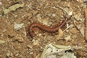 Images Dated 23rd July 2003: Centipede Mayotte Island Indian Ocean