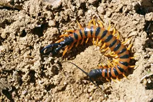 Centipede Prints: Centipede - Namaqualand, South Africa