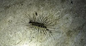 Centipede on rock
