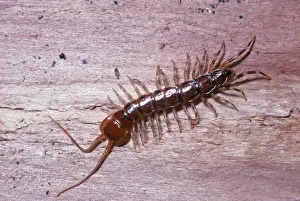 Centipede UK
