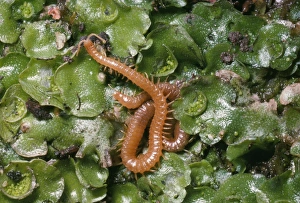 Images Dated 3rd May 2006: Centipede UK