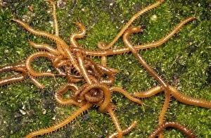Images Dated 3rd May 2006: Centipedes - writhing mass UK
