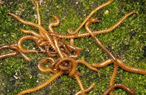 Images Dated 3rd May 2006: Centipedes - writhing mass UK