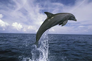 Life Gallery: Central America, Honduras. Bottlenose Dolphin