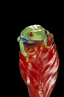 Central America. Red eyed tree frog