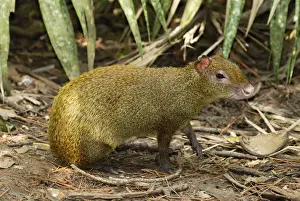 Belize Prints: Central American Agouti Belize
