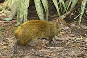 Central American Agouti Belize