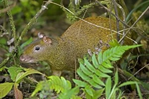 Images Dated 19th July 2011: Central American Agouti - Rodent - Tropical Rainforest - Costa Rica