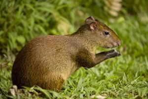Images Dated 19th July 2011: Central American Agouti - Rodent - Tropical Rainforest - Costa Rica