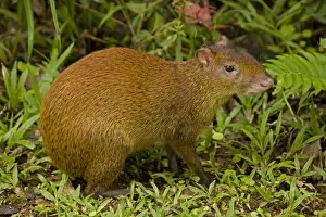 Central American Agouti - Rodent - Tropical Rainforest - Costa Rica