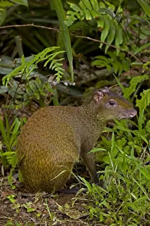 Central American Agouti - Rodent - Tropical Rainforest - Costa Rica