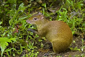 Central American Agouti - Rodent - Tropical Rainforest - Costa Rica