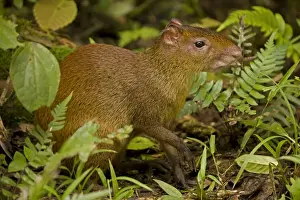Central American Agouti - Rodent - Tropical Rainforest - Costa Rica