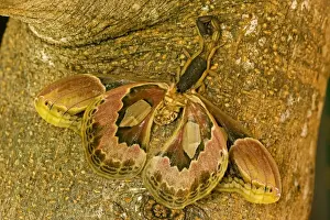 Central American Bark Scorpion - eating Lebeau's rothschildia (Rothschildia lebeau) - Costa Rica