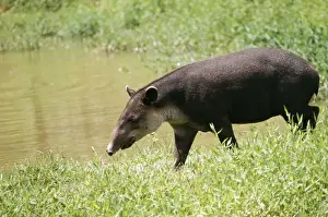 Tapir Prints: Central American Tapir WAT 5023 Costa Rica Tapirus bairdi © M. Watson / ARDEA LONDON