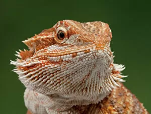 Oceania Gallery: Central / Inland / Yellow-headed Bearded Dragon